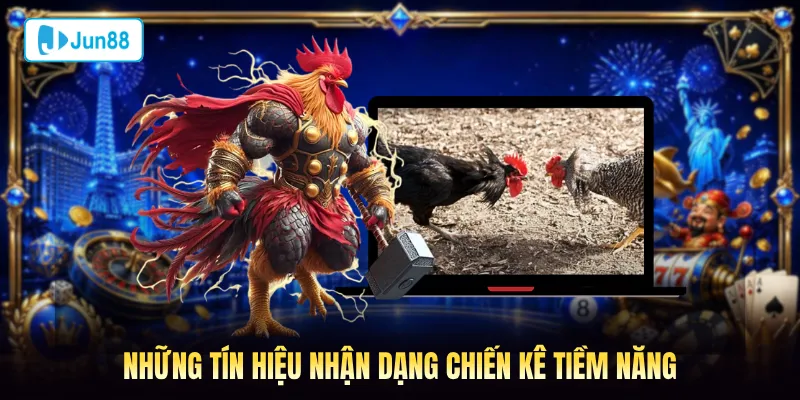 Những tín hiệu nhận dạng chiến kê tiềm năng